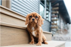 Maddox - Cavalier King Charles Spaniel for sale