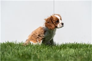 Hibiscus - Cavalier King Charles Spaniel for sale