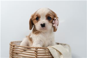 Noelle - Cavalier King Charles Spaniel for sale