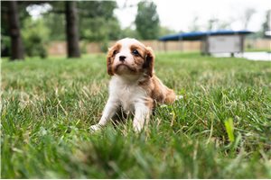 Albert - Cavalier King Charles Spaniel for sale