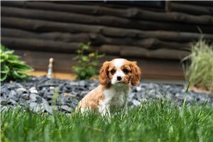 Priscilla - Cavalier King Charles Spaniel for sale