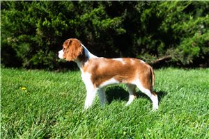 Alden - Cavalier King Charles Spaniel for sale