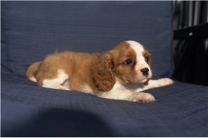 Albert - Cavalier King Charles Spaniel for sale