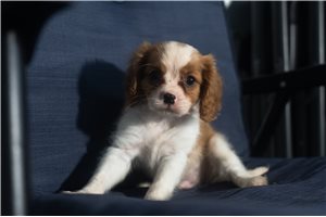Alexander - Cavalier King Charles Spaniel for sale