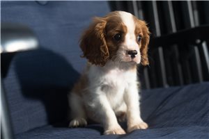 Alford - Cavalier King Charles Spaniel for sale