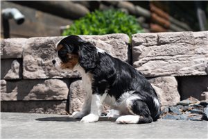Pascal - Cavalier King Charles Spaniel for sale