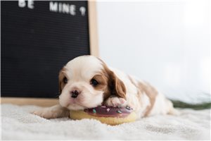 Natalie - puppy for sale