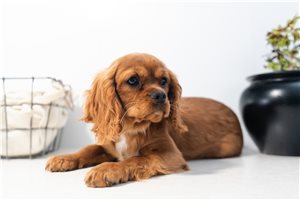 Maddox - Cavalier King Charles Spaniel for sale