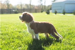 Albert - Cavalier King Charles Spaniel for sale