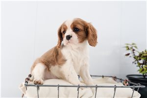 Natalie - Cavalier King Charles Spaniel for sale