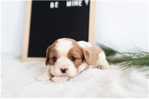 Nikki - puppy for sale