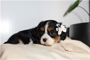 Paisley - puppy for sale