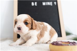 Noelle - Cavalier King Charles Spaniel for sale