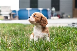Aida - Cavalier King Charles Spaniel for sale