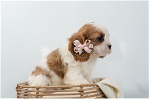 Natalie - Cavalier King Charles Spaniel for sale