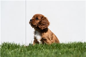 Halle - puppy for sale