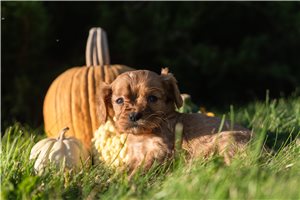 Mila - puppy for sale