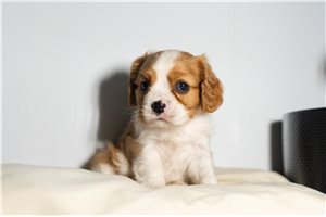 Patrick - Cavalier King Charles Spaniel for sale