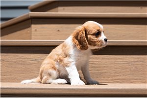 Patrick - Cavalier King Charles Spaniel for sale