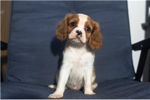 Alden - Cavalier King Charles Spaniel for sale