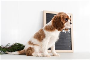 Morgan - puppy for sale