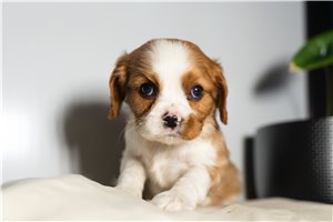 Priscilla - Cavalier King Charles Spaniel for sale