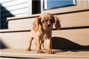 Mario - Cavalier King Charles Spaniel for sale