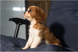 Aida - Cavalier King Charles Spaniel for sale