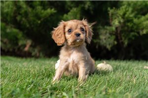 Mikey - puppy for sale