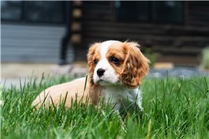 Patrick - Cavalier King Charles Spaniel for sale