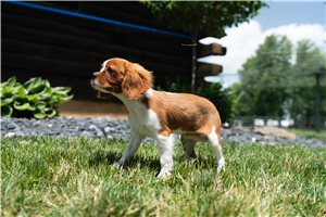 Peaches - Cavalier King Charles Spaniel for sale