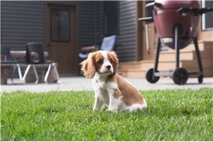 Alford - Cavalier King Charles Spaniel for sale