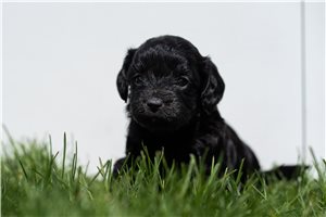 Louisa - puppy for sale