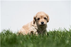 Lucian - puppy for sale