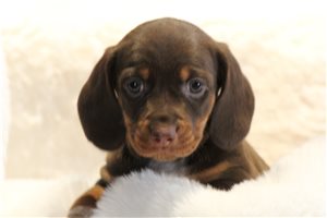 Carmen - Dachshund, Mini for sale