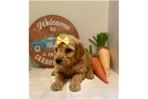 Addyson - Goldendoodle for sale