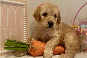 Audree - Goldendoodle for sale