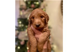Cambrie - Goldendoodle for sale