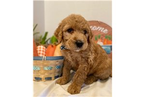 Alessandro - Goldendoodle for sale
