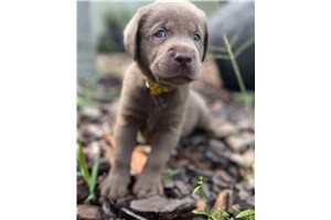 Maui - puppy for sale