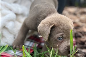 Tamatoa - puppy for sale