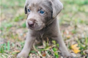Linus - Labrador Retriever for sale