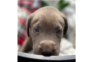 Pua - puppy for sale