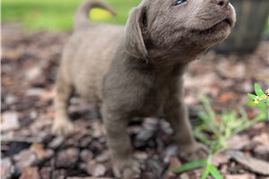 HeiHei - puppy for sale