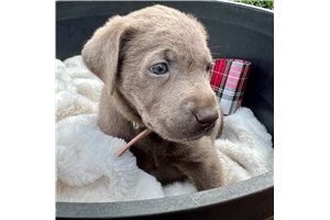 Moana - puppy for sale