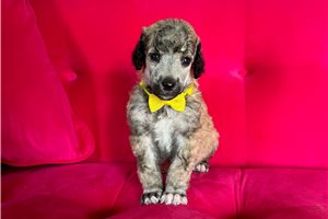 Beauford - Poodle, Standard for sale