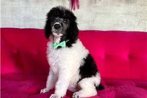 Albany - Poodle, Standard for sale
