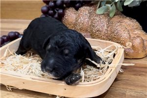 Ryan - Poodle, Standard for sale