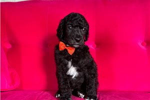Arlington - Poodle, Standard for sale