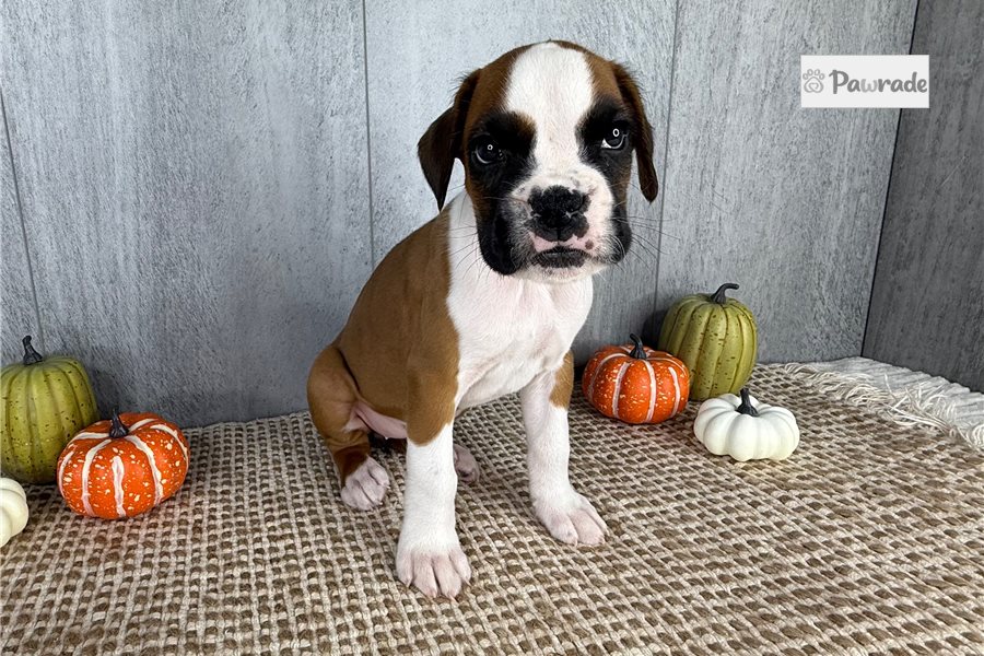 Zena - Boxer for sale